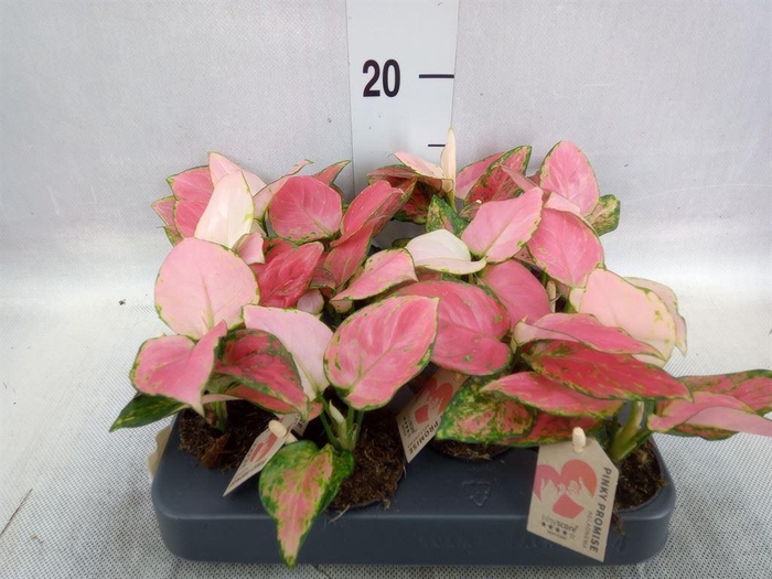 <h4>Aglaonema   ...</h4>