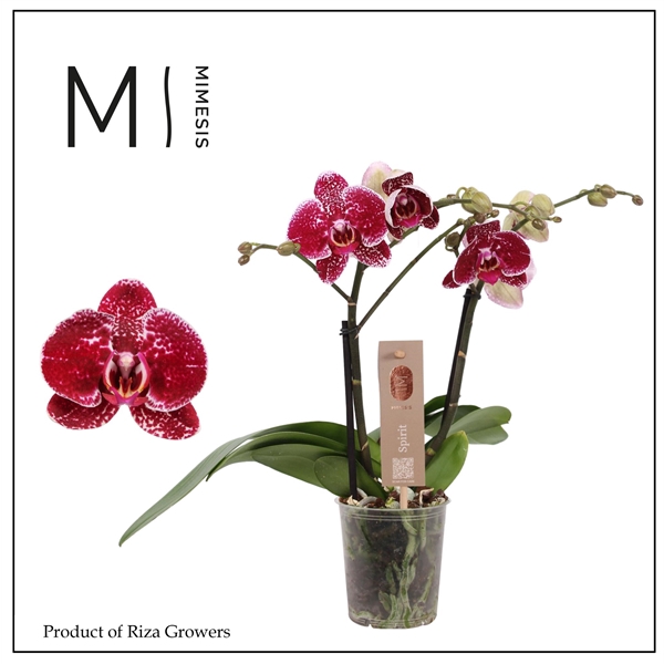 <h4>Mimesis Phal. Spirit Red - 2 spike 12cm</h4>