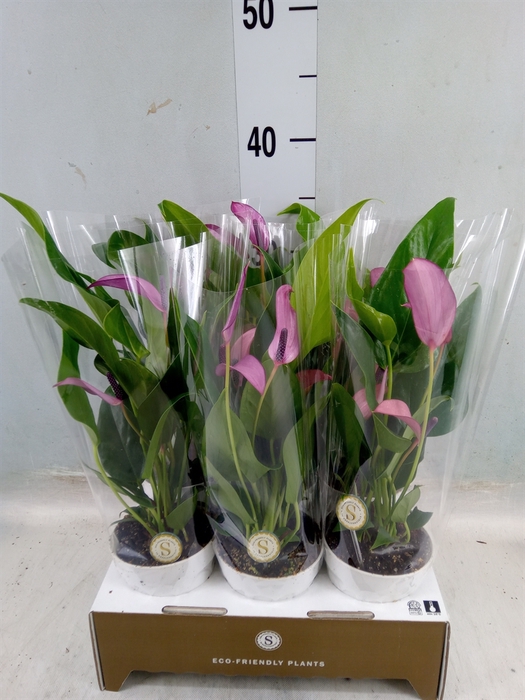 <h4>Anthurium  'Zizou'</h4>