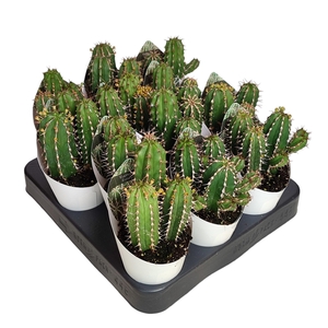 EUPHORBIA ECHINUS - POT Ø 6,5 WITH POTCOVER (SUCCULENTEN)