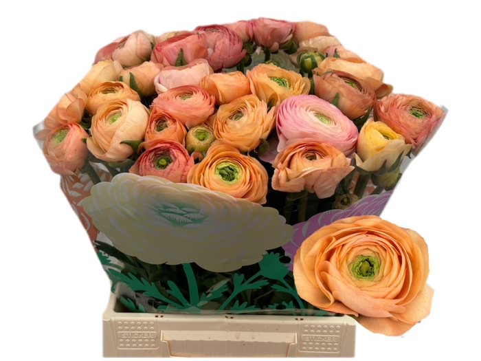 <h4>RAN EL SALMON</h4>