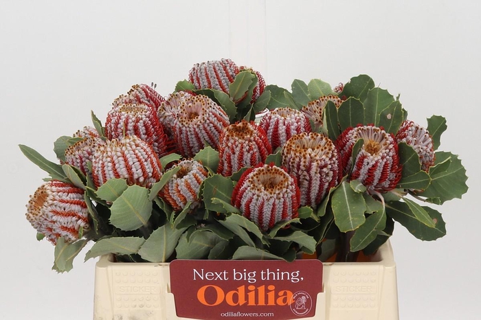 <h4>Banksia Coccinea</h4>