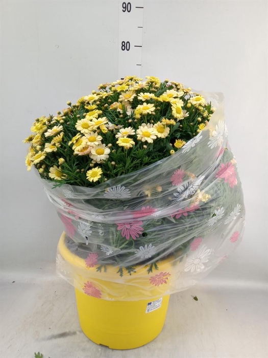<h4>Argyranthemum   ...</h4>