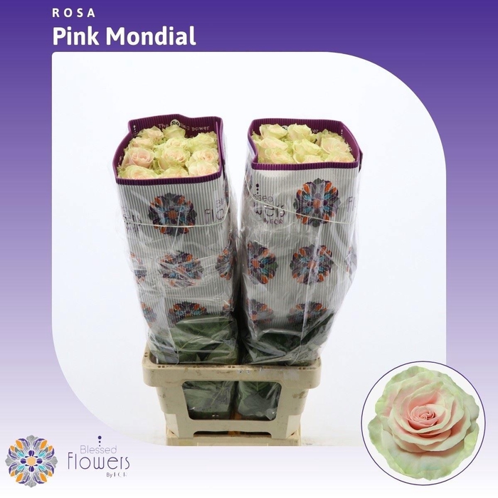 <h4>R GR PINK MONDIAL</h4>