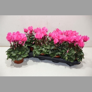 Cycl Md Sup Allure Roze