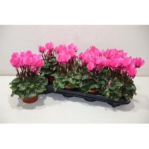 Cycl Md Sup Allure Roze