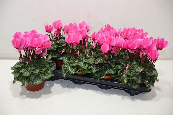 <h4>Cycl Md Sup Allure Roze</h4>