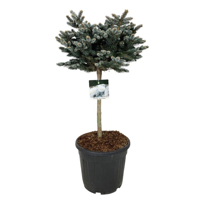 <h4>Picea pung. 'Glauca Globosa'</h4>
