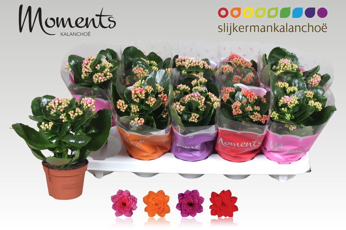 <h4>KAL GE GEM 4 KL</h4>