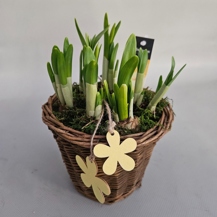 <h4>ARR NARCISSUS</h4>