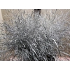 Panicum Warrior Zilver