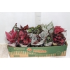 BEGONIA BELEAF P11 PO