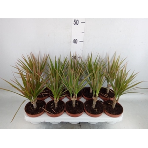 Dracaena marg. 'Bicolor'
