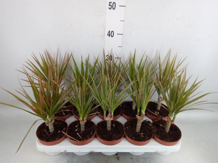<h4>Dracaena marg. 'Bicolor'</h4>