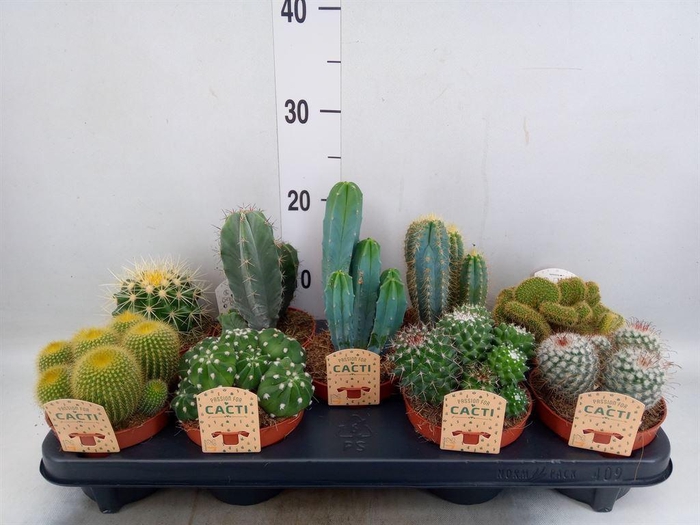 <h4>Cactus   ...mix</h4>