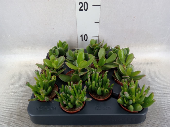 <h4>Crassula   ...mix</h4>