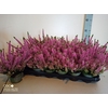 Calluna Beauty Ladies pink