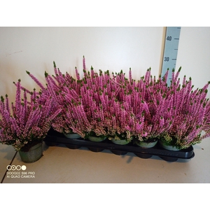 Calluna Beauty Ladies pink