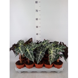 Alocasia amazonica 'Polly'