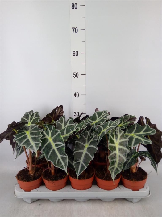<h4>Alocasia amazonica 'Polly'</h4>