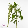 AMAR CA GREEN PEARLS