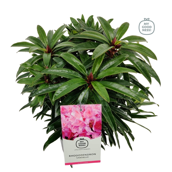 <h4>Rhododendron hybr. 'Graziella' C2 30-35</h4>