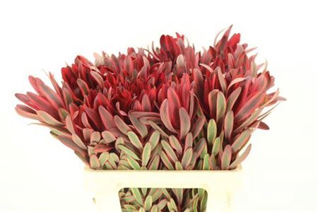 <h4>Leucad Jester 060cm</h4>