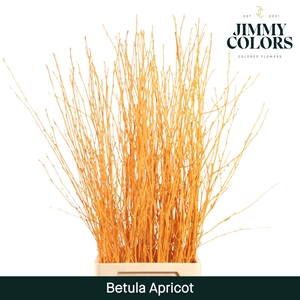 Betula L120 Apricot