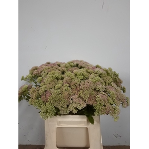 SEDUM SPECTABILE