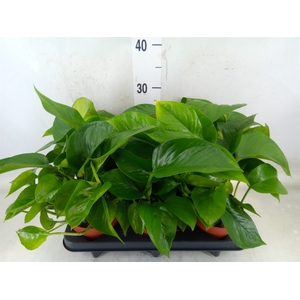 Epipremnum   ...