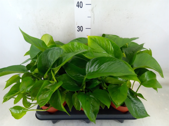 <h4>Epipremnum   ...</h4>
