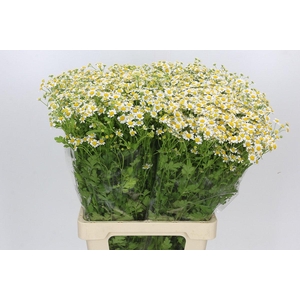 Tanacetum Camille
