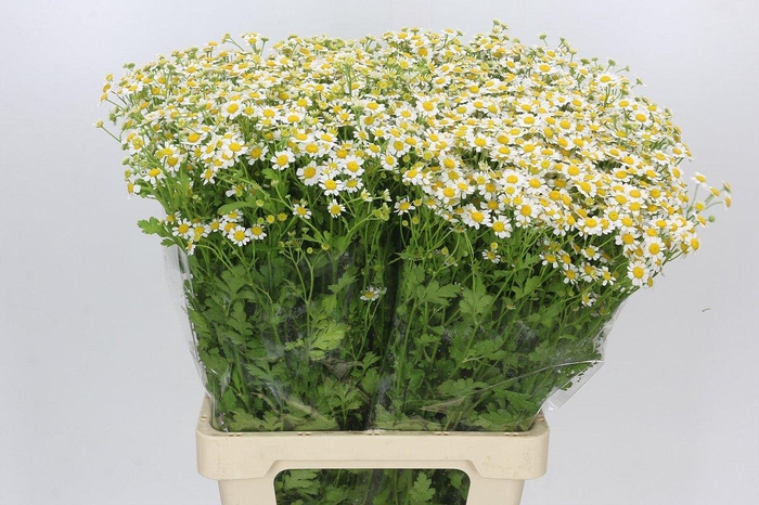 <h4>Tanacetum Camille</h4>