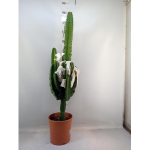 Euphorbia   ...