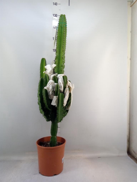 <h4>Euphorbia   ...</h4>