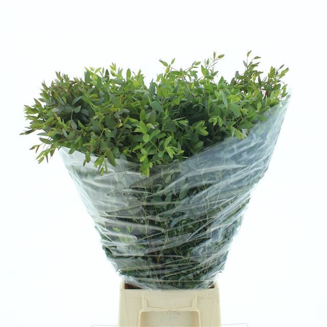 <h4>EUC PARVIFOLIA P BS</h4>