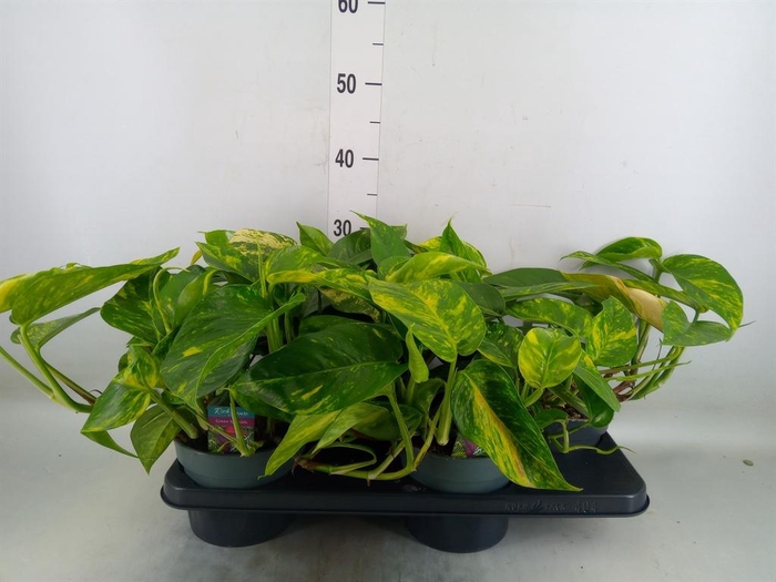 <h4>Epipremnum   ...</h4>