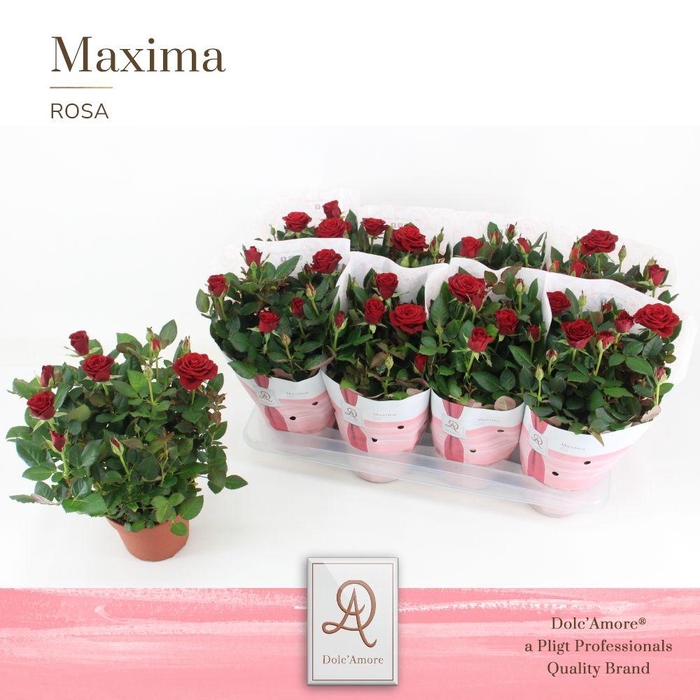 <h4>Rosa Rood Dolc'Amore Maxima</h4>