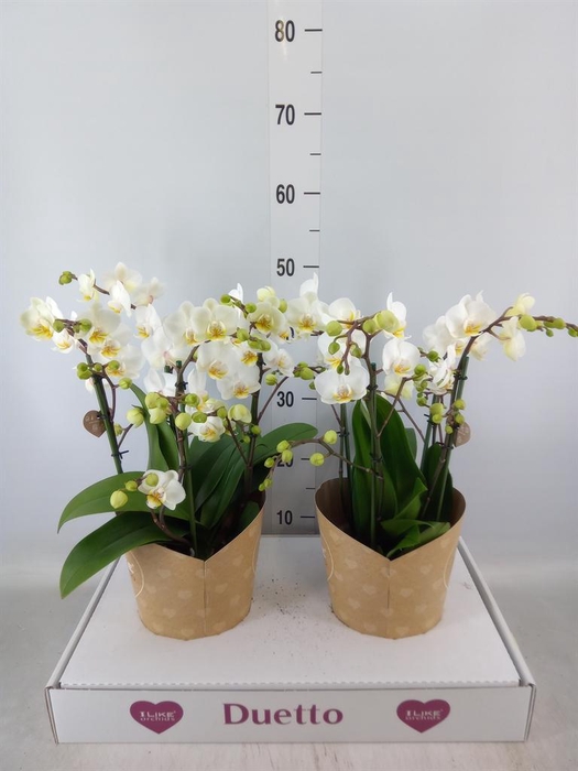<h4>Phalaenopsis multi. 'FC French Blo'</h4>
