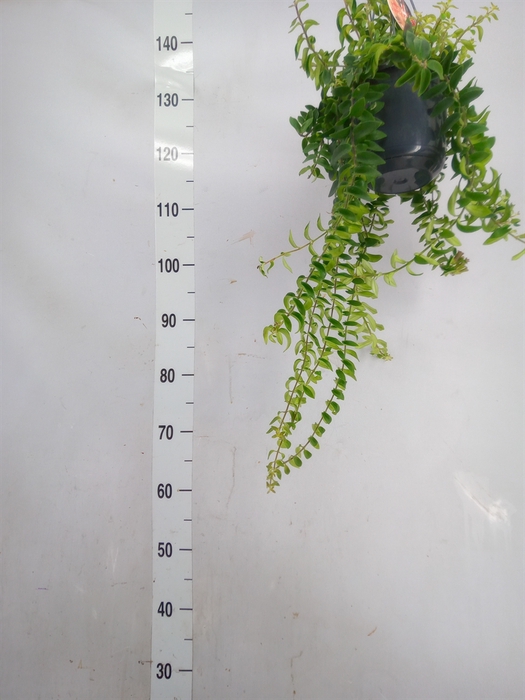 <h4>Aeschynanthus  'Twister'</h4>