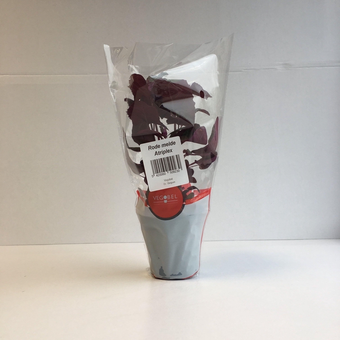 <h4>Melde Rood P9</h4>