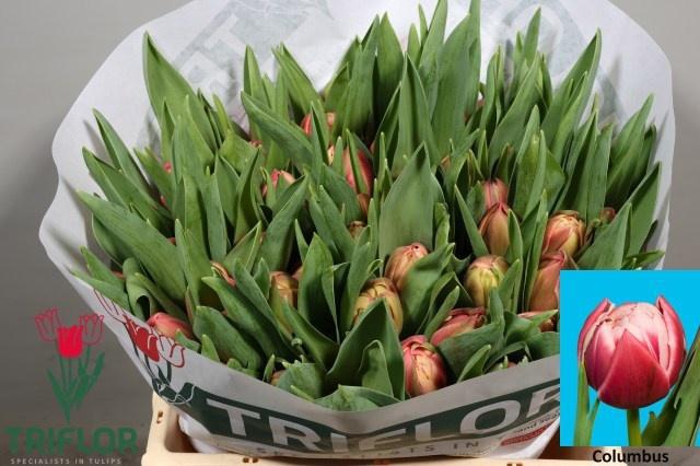 <h4>TU DU COLUMBUS</h4>