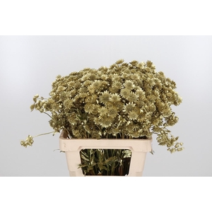 Astrantia Kl Bh Goud