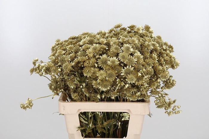 <h4>Astrantia Kl Bh Goud</h4>