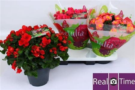 <h4>Beg En Betulia Gem</h4>