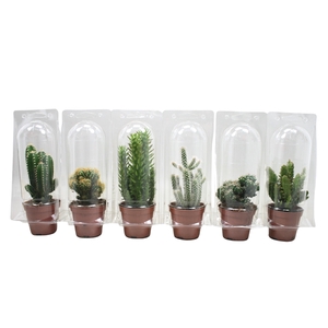 Cactus mix 8,5 cm in blister 1 pack