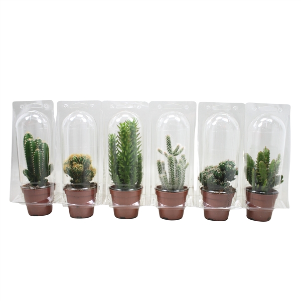 <h4>Cactus mix 8,5 cm in blister 1 pack</h4>