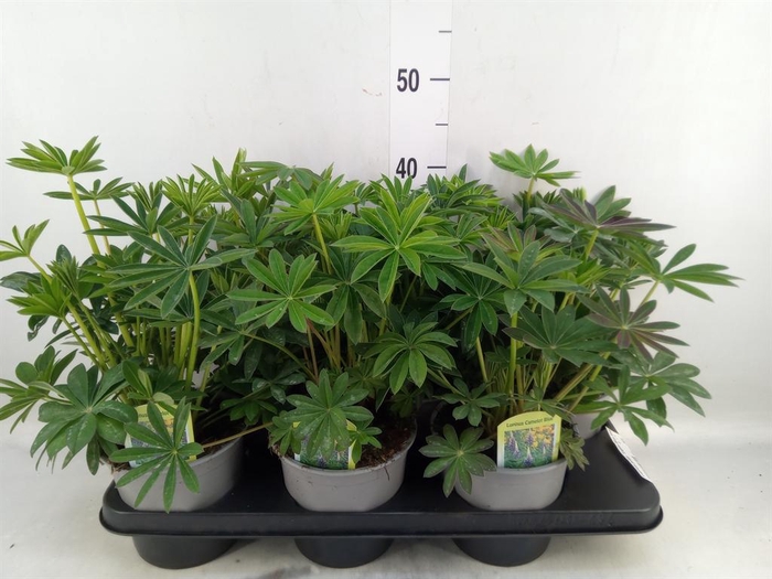 <h4>Lupinus polyp. 'Lupini Blue Shades'</h4>