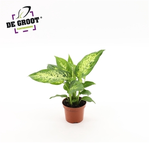 Dieffenbachia 'Compacta'