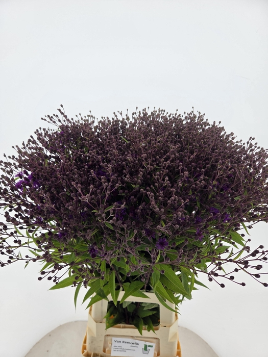 <h4>VERNONIA CRINITA</h4>